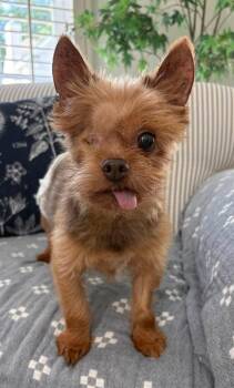 Winkie -  Yorkshire Terrier Dog for Adoption in Williamsburg, Virginia - Winkie | PetCurious