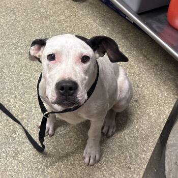 IVHS-Stray-140296 -  Pit Bull Terrier Dog for Adoption in San Gabriel, California - IVHS-Stray-140296 | PetCurious