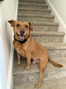 Rescue Dachshund Dogs for Adoption in Waxhaw, North Carolina - Romeo | PetCurious