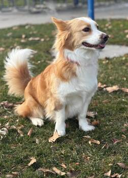 Pembroke Welsh Corgi and Border Collie Dogs Available for Adoption - Angel | PetCurious
