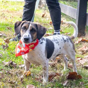 Spud (Male) Avail 11/7 -  Beagle and Basset Hound Dog for Adoption in West Grove, Pennsylvania - Spud (Male) Avail 11/7 | PetCurious