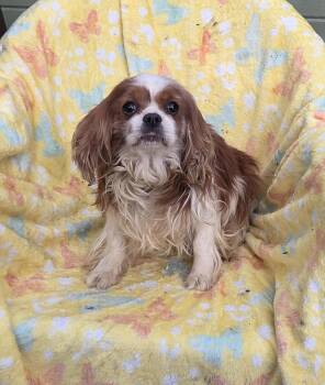 Cavalier King Charles Spaniel Dogs Available for Adoption in Woodsfield, Ohio - LUV BUG | PetCurious