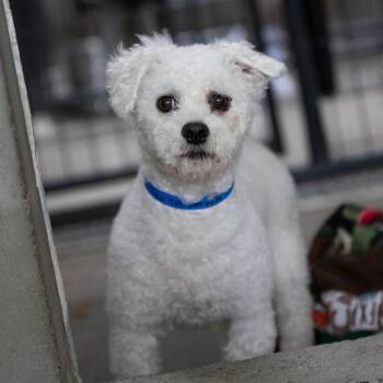 Dan (AG26-36) -  Bichon Frise Dog for Adoption in Peyton, Colorado - Dan (AG26-36) | PetCurious