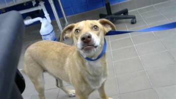 QUINCY -  Beagle and Mixed Breed Dog Available for Adoption in Albuquerque, New Mexico - QUINCY | PetCurious