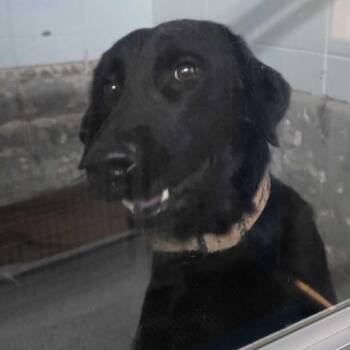 Cole -  Black Labrador Retriever and Mixed Breed Dog for Adoption in Huntsville, Alabama - Cole | PetCurious