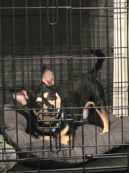 Sampson -  Chihuahua Dog for Adoption in Eatontown, New Jersey - Sampson | PetCurious