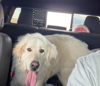 Andrea -  Great Pyrenees Dog for Adoption in Boulder, Colorado - Andrea | PetCurious