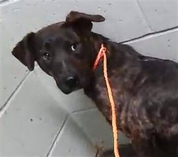 German Shepherd Dog Dogs Available for Adoption in Tulsa, Oklahoma - RENA | PetCurious