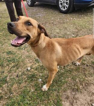 Labrador Retriever and Mixed Breed Dogs Available for Adoption in Corpus Christi, Texas - Honey | PetCurious