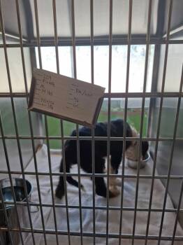 190 Oakley -  Pit Bull Terrier Dog for Adoption in Lawrenceville, Georgia - 190 Oakley | PetCurious