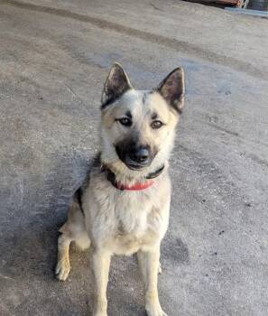 Rescue German Shepherd Dog Dogs for Adoption in San Antonio, Texas - RAGNAR | PetCurious
