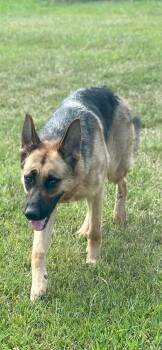 Sage -  German Shepherd Dog Dog for Adoption in Dacula, Georgia - Sage | PetCurious