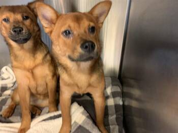 ISOLDE -  Shiba Inu and Mixed Breed Dog for Adoption in Grand Prairie, Texas - ISOLDE | PetCurious