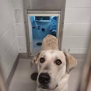 Ellany -  Retriever and Shepherd Dog for Adoption in Chattanooga, Tennessee - Ellany | PetCurious