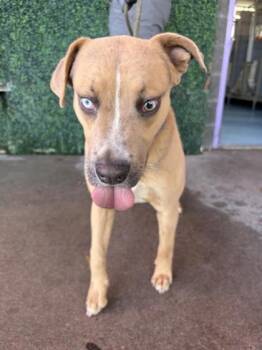 Mixed Breed Dogs Available for Adoption in El Paso, Texas - Graham* | PetCurious