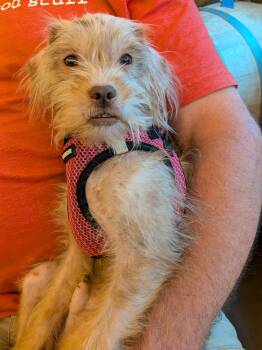 Terrier and Chihuahua Dogs Available for Adoption - Schnitzel #1 | PetCurious