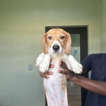 7BU3 0582 aka Cheyenne -  Beagle Dog for Adoption in Loxahatchee Groves, Florida - 7BU3 0582 Aka Cheyenne | PetCurious