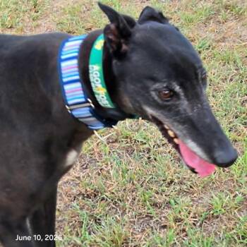 Move To Soon (Barry) -  Greyhound Dog for Adoption in Venice, Florida - Move To Soon (Barry) | PetCurious