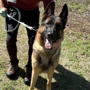 German Shepherd Dog Dogs Available for Adoption in Phoenixville, Pennsylvania - Maleficent | PetCurious