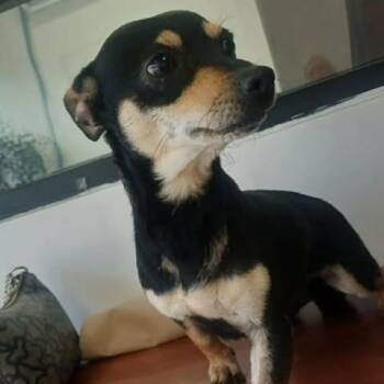 Chihuahua and Mixed Breed Dogs Available for Adoption in Alma, Wisconsin - Oscar | PetCurious