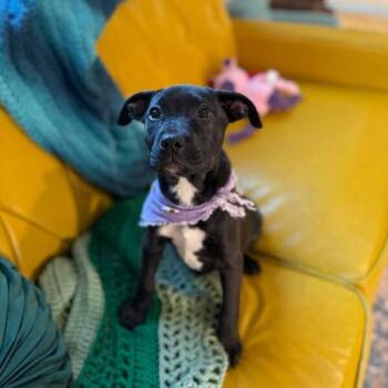 Pit Bull Terrier and Black Labrador Retriever Dogs Available for Adoption in Friendswood, Texas - Alaska State | PetCurious