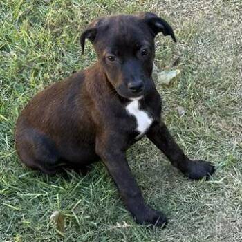 Monroe -  German Shepherd Dog and Terrier Dog for Adoption in San Antonio, Texas - Monroe | PetCurious