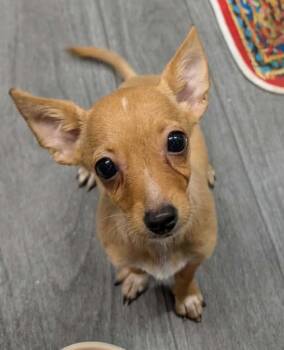 Pixie -  Chihuahua Dog for Adoption in Ephrata, Washington - Pixie | PetCurious