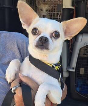 PEANUT -  Chihuahua and Pug Dog for Adoption in Fernandina Beach, Florida - PEANUT | PetCurious