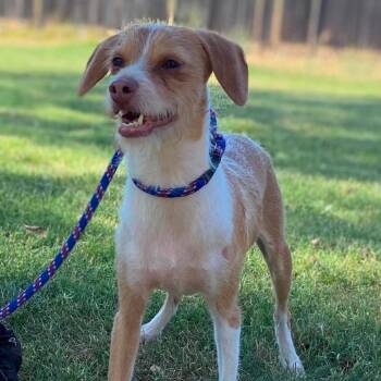 Mr. Bubbles -  Wirehaired Terrier and Rat Terrier Dog for Adoption in St. Augustine, Florida - Mr. Bubbles | PetCurious