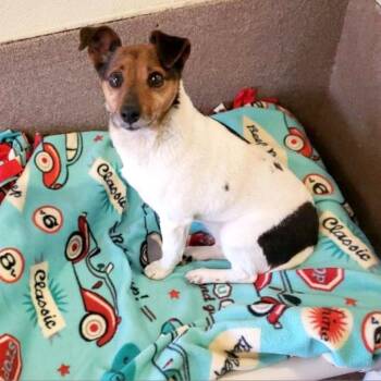 Lisa -  Jack Russell Terrier Dog for Adoption in Hendersonville, North Carolina - Lisa | PetCurious