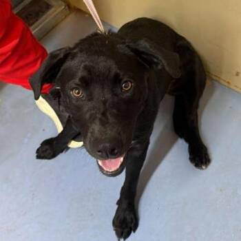 Magic -  Black Labrador Retriever Dog for Adoption in Gadsden, Alabama - Magic | PetCurious
