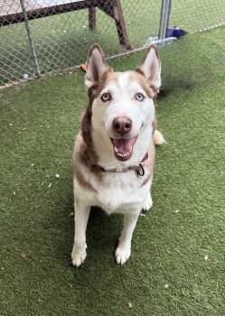 Husky Dogs Available for Adoption in Sudbury, Massachusetts - Cookie | PetCurious