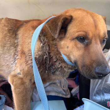 German Shepherd Dog Dogs Available for Adoption in West Plains, Missouri - Faithful | PetCurious