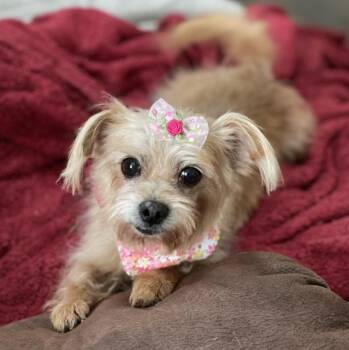 Cindy Lou -  Yorkshire Terrier and Mixed Breed Dog for Adoption in Mead, Colorado - Cindy Lou | PetCurious