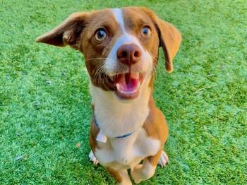 OGDEN -  Chihuahua Dog for Adoption in Moreno Valley, California - OGDEN | PetCurious