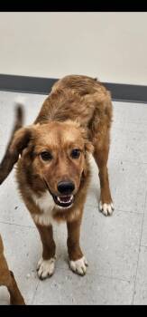 Mixed Breed Dogs Available for Adoption in Rock Hill, New York - Rover | PetCurious