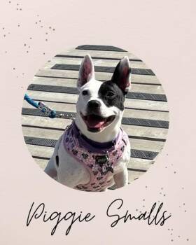 PIGGIE SMALLS -  Pit Bull Terrier Dog for Adoption in Coquitlam, British Columbia - PIGGIE SMALLS | PetCurious