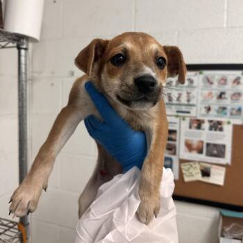 Mixed Breed Dogs Available for Adoption in Edinburg, Texas - Janika | PetCurious