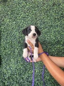 61686726 -  Terrier and Mixed Breed Dog for Adoption in El Paso, Texas - 61686726 | PetCurious