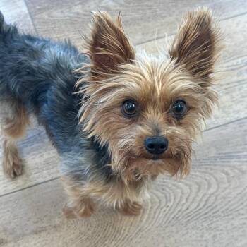 Teddy -  Yorkshire Terrier Dog for Adoption in Chesapeake, Virginia - Teddy | PetCurious