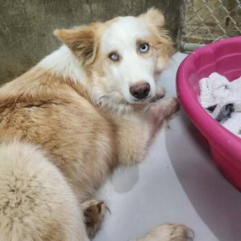 Sun -  Australian Shepherd and Mixed Breed Dog for Adoption in Winston-salem, North Carolina - Sun | PetCurious