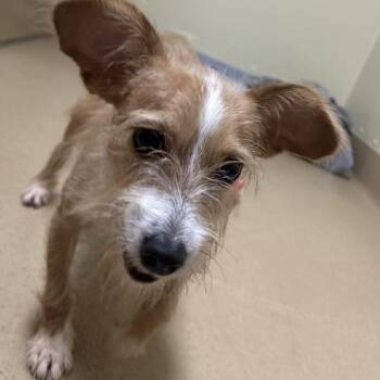 Tin Man -  Terrier Dog for Adoption in Walnut Creek, California - Tin Man | PetCurious