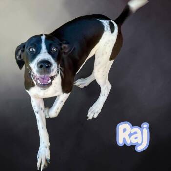 Raj -  Terrier Dog for Adoption in Chuckey, Tennessee - Raj | PetCurious