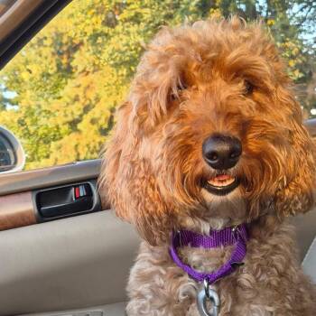 Rose -  Miniature Poodle and Golden Retriever Dog for Adoption in Kansas City, Missouri - Rose | PetCurious