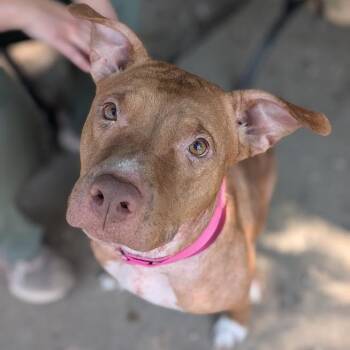 Rosie -  Mixed Breed Dog for Adoption in West Olive, Michigan - Rosie | PetCurious