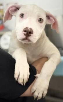 Athos -  Pit Bull Terrier Dog for Adoption in Colorado Springs, Colorado - Athos | PetCurious
