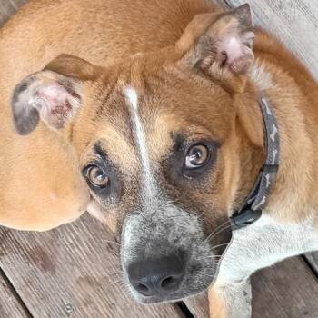Duke -  Boxer and Mixed Breed Dog for Adoption in Corpus Christi, Texas - Duke | PetCurious