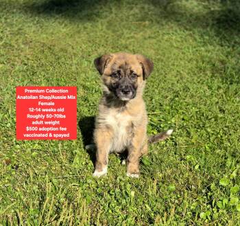 Anatolian Shepherd and Australian Shepherd Dogs Available for Adoption - Premium Collection | PetCurious