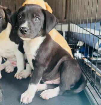 Cristiano Ronaldo “Ronni” -  Labrador Retriever and Pit Bull Terrier Dog for Adoption in Valley Park, Oklahoma - Cristiano Ronaldo “Ronni” | PetCurious