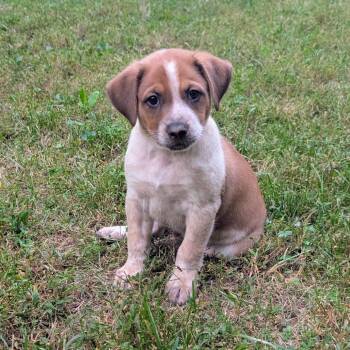Macee Pup - Tybalt -  Cattle Dog and Mixed Breed Dog for Adoption in Fairfax Station, Virginia - Macee Pup - Tybalt | PetCurious